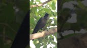 Crow Caw In Nature 