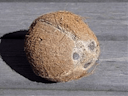 You just got coconut mald