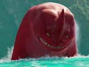 Red Bluster Roar