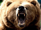 Bear Roar