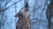 Red Wolf's Twilight Howl