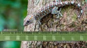 Tokay Gecko Sounds