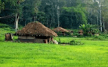 Morning Birds In Village