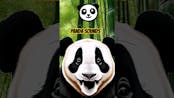 Panda Sound 4