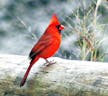 Cardinal Chirp
