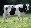 cow meme