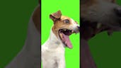 Dog Laugh