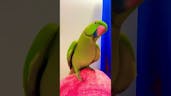 Parrot 11