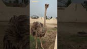 Ostrich 9