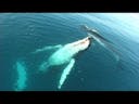 Songs of the Humpback Whales