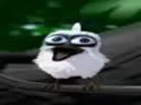 birb
