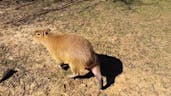 Capybara sneze