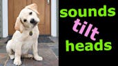 Sounds that dogs love