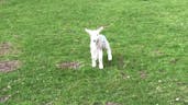 Cute Baby Lamb 