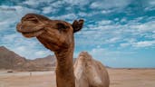 Deep Camel Sounds