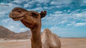 Deep Camel Sounds