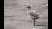 Injured Baby Seagull