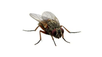 Buzzing Fly