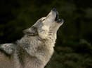 Wolf howl