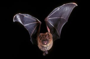 Bat Sound 8
