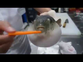 pufferfish eating carrot Meme Sound Effect - Voicy