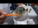 pufferfish eating carrot