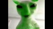 alien cat
