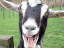 Funny Goats