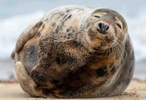 Swamp Izzo Sounds and Sound Effects - Voicy