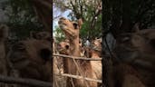 Camel Sounds 20