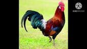 Cockerel