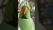 Parrot 10