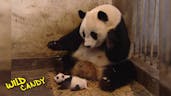 Sneezing Baby Panda
