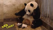 Sneezing Baby Panda