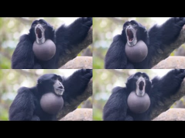 yelling monkey over 1 million times