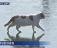 Cat walking on Frozen Water (Korean Remix) 🎵🎶
