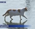 Cat walking on Frozen Water (Korean Remix) 🎵🎶