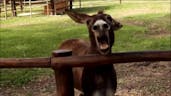 CRAZY DONKEY SOUND! | Top 5 Donkey Sounds