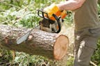 Chainsaw Cut Tree