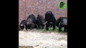Female Chimpanzee Fight  Sound