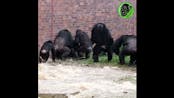 Female Chimpanzee Fight  Sound