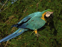 Macaw Sound Effects soundboard