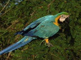 Macaw