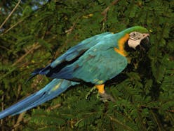 Macaw Sound Effects