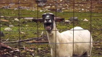 Goats