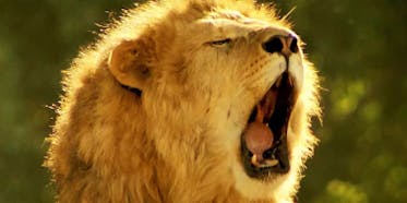 Official Roar Sound Effects Soundboard - Voicy