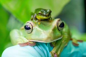 Frogs soundboard