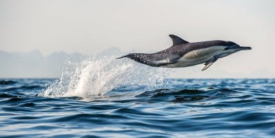 Dolphin soundboard