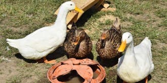 Duck Goose and Swan Sound Effects soundboard