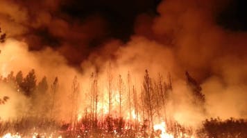 Forest Fire SFX